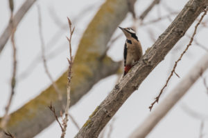 Great Spotted Woodpecker (Dendrocopos major)