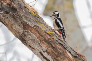 Great Spotted Woodpecker (Dendrocopos major)