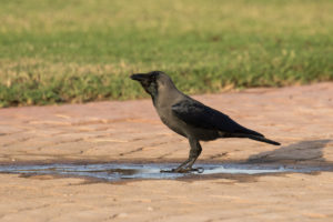 House Crow (Corvus splendens)