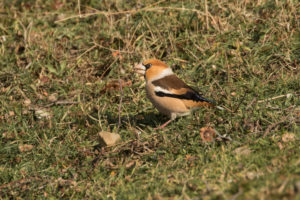 Hawfinch (Coccothraustes coccothraustes)