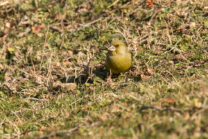 European Greenfinch (Chloris chloris)