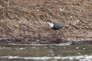 White-throated Dipper (Cinclus cinclus)