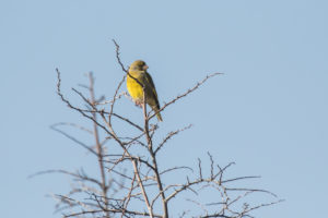 European Greenfinch (Chloris chloris)