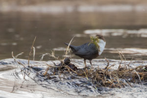 White-throated Dipper (Cinclus cinclus)