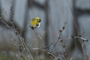 Eurasian Siskin (Spinus spinus)