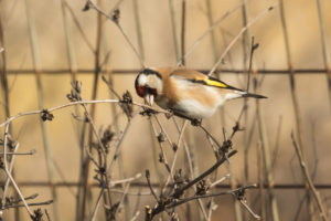 European Goldfinch (Carduelis carduelis)