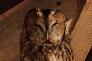 Tawny Owl (Strix aluco)