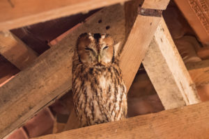 Tawny Owl (Strix aluco)