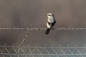 Great Gray Shrike (Lanius excubitor)