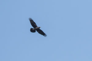 Common Raven (Corvus corax)