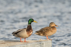 Mallard (Anas platyrhynchos)