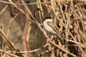 Marsh Tit (Poecile palustris)