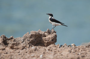 Finsch’s Wheatear (Oenanthe finschii)