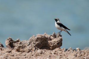 Finsch’s Wheatear (Oenanthe finschii)