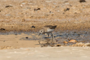 Dunlin (Calidris alpina)