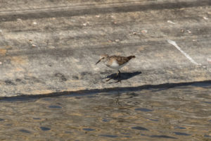 Dunlin (Calidris alpina)