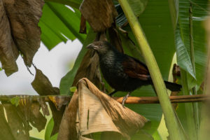 Lesser Coucal (Centropus bengalensis)