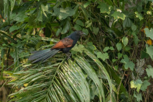 Lesser Coucal (Centropus bengalensis)