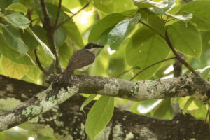 Malabar Woodshrike (Tephrodornis sylvicola)