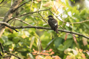 Malabar Woodshrike (Tephrodornis sylvicola)