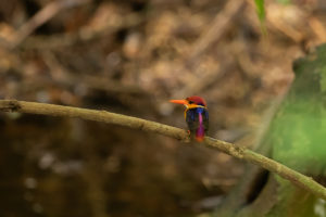 Black-backed Dwarf-Kingfisher (Ceyx erithaca)