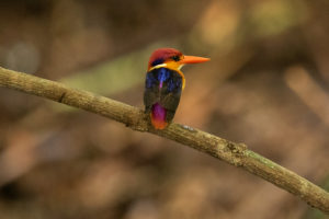 Black-backed Dwarf-Kingfisher (Ceyx erithaca)