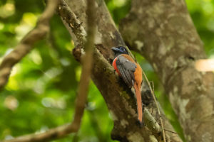 https://discovering-birds.com/malabar-trogon/