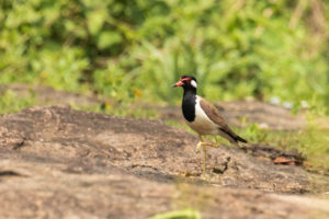 Red-wattled Lapwing (Vanellus indicus)