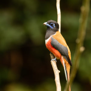 Malabar Trogon (Harpactes fasciatus)