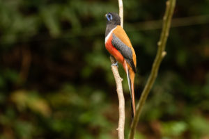 https://discovering-birds.com/malabar-trogon/