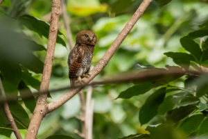 Jungle Owlet (Glaucidium radiatum)