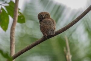 Jungle Owlet (Glaucidium radiatum)