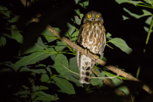 Brown Boobook (Ninox scutulata)