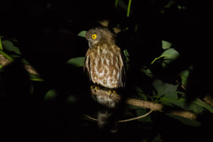 Brown Boobook (Ninox scutulata)