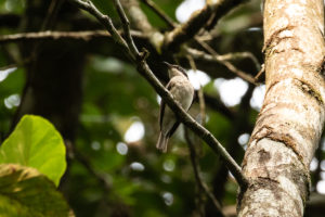 Malabar Woodshrike (Tephrodornis sylvicola)