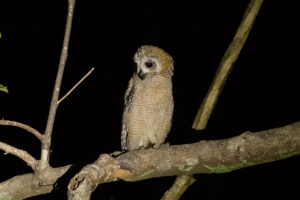 Mottled Wood-Owl (Strix ocellata)