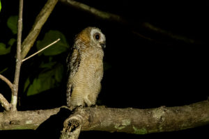 Mottled Wood-Owl (Strix ocellata)