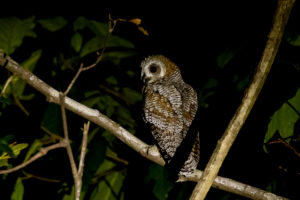 Mottled Wood-Owl (Strix ocellata)