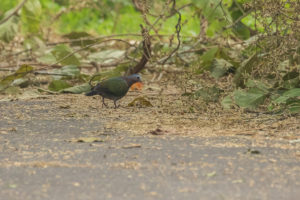 Asian Emerald Dove (Chalcophaps indica)