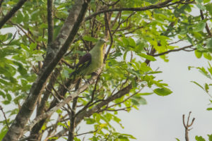 Gray-fronted Green-Pigeon (Treron affinis)