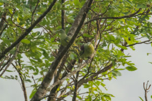 Gray-fronted Green-Pigeon (Treron affinis)