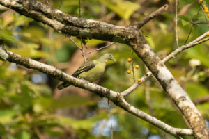 Gray-fronted Green-Pigeon (Treron affinis)