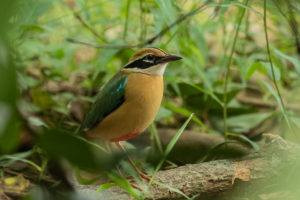 Indian Pitta (Pitta brachyura)