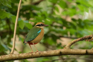 Indian Pitta (Pitta brachyura)