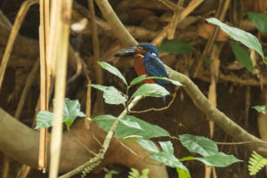 Blue-eared Kingfisher (Alcedo meninting)