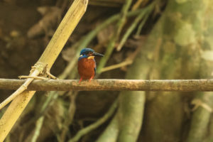 Blue-eared Kingfisher (Alcedo meninting)