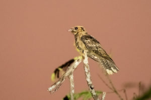 Jerdon’s Nightjar (Caprimulgus atripennis)