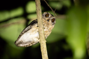 Indian Scops-Owl (Otus bakkamoena)