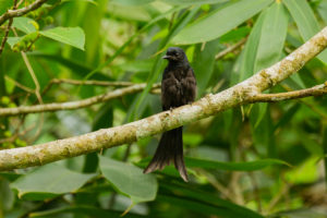 Bronzed Drongo (Dicrurus aeneus)