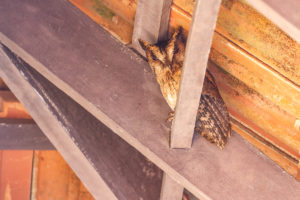 Indian Scops-Owl (Otus bakkamoena)
